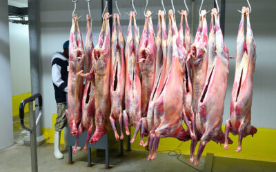 Les cinq plaies de l’abattage halal