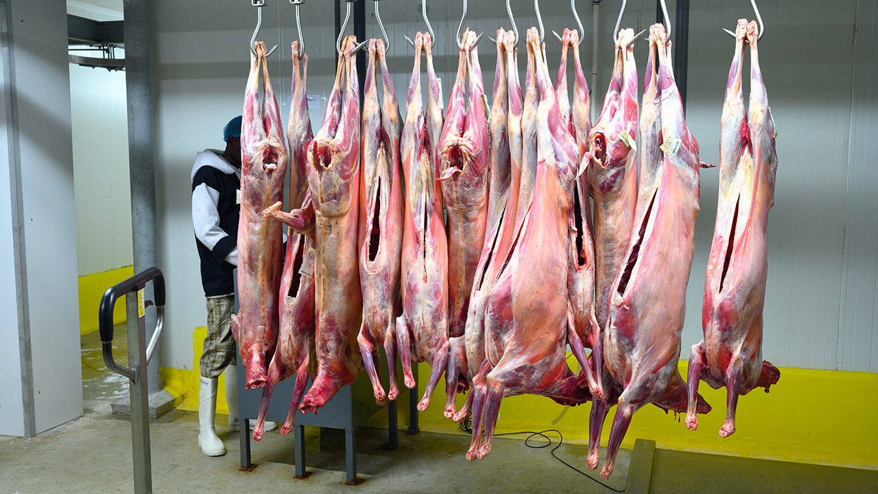 Les cinq plaies de l’abattage halal