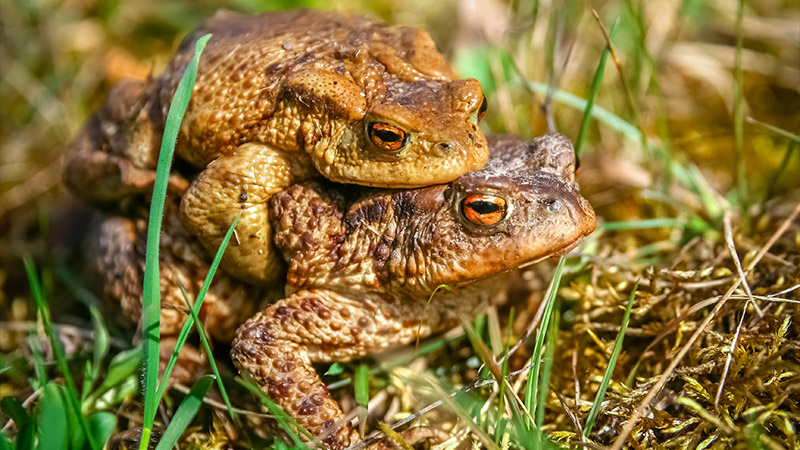 Moi, lanceu.se d’alerte. A mes grand.e.s. sœurs. A Cro-Magnon.e