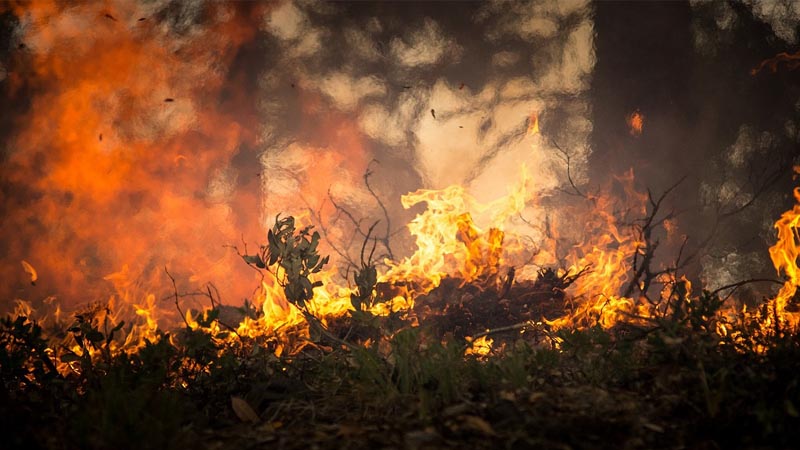 Amazonie : « L’incendie, un élément vital dans le cycle de vie des écosystèmes »