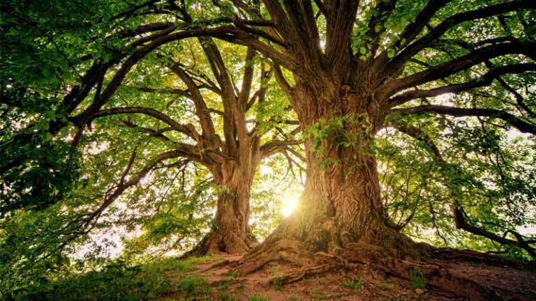 Génétique, remigration… Le discours identitaire expliqué