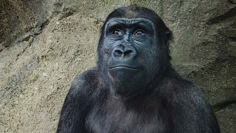 L’absurdité de l’antispécisme démontrée dès... 1965 !