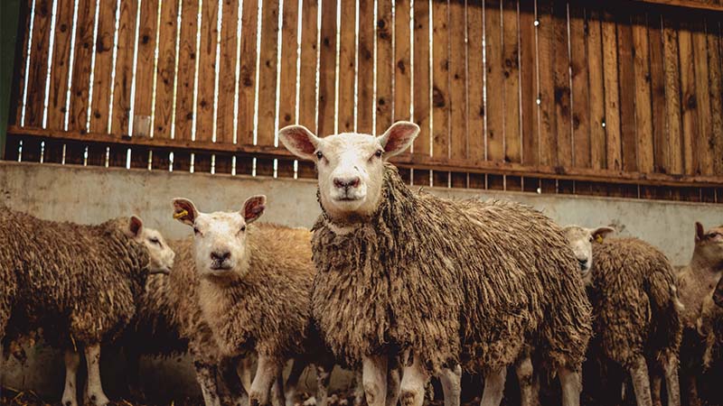 Pourquoi les antispécistes veulent abattre les abattoirs