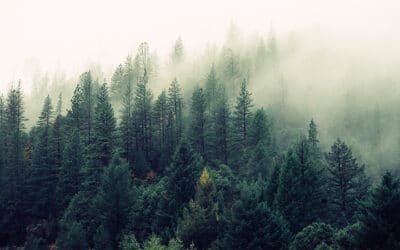 Référendum « écologiste » : quand « effet de serre » rime avec « autoritaire »