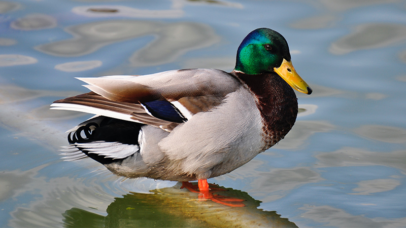 Le syndrome du canard : comment les organisations en déclin s’habituent à la médiocrité